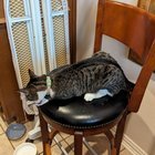 Found Cat in Fort Worth, Texas — is this anyone's cat?