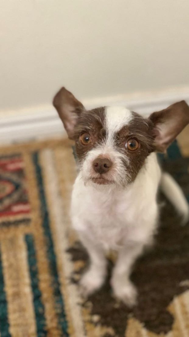 Lost Dog in Woodbine Dr — listing photo