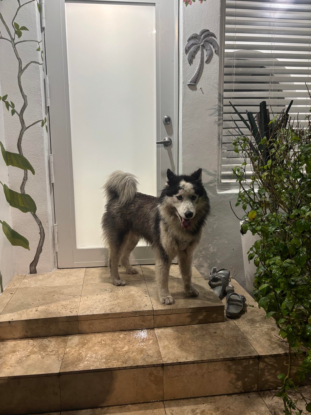 Found Pet in Miami, Florida — listing photo