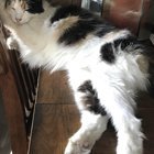 lost cat in San Diego, California