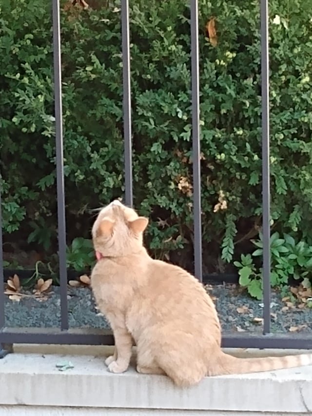 Lost Cat in K — Possibly lost cat at LaSalle and Schiller. Looks like a pet, doesn't seem used to traffic, might be escaped.