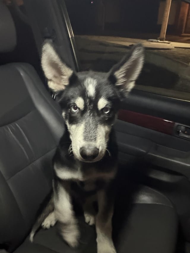 Found Dog in San Jose, California — listing photo