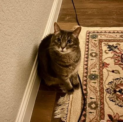 Lost Cat in Benbrook — listing photo