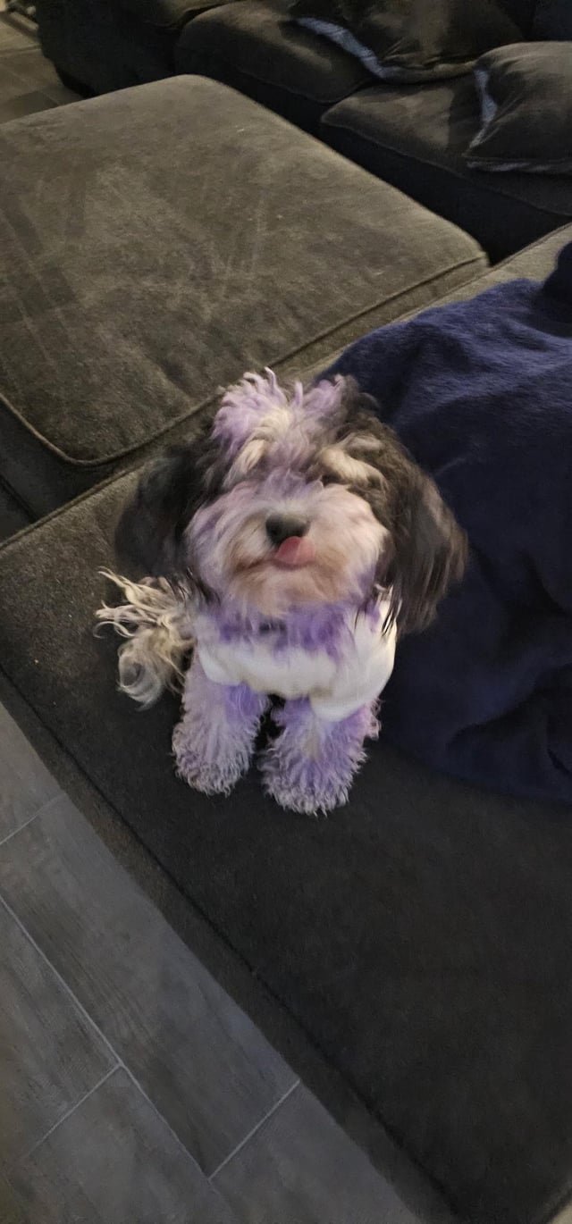 lost dog in Austin, Texas