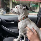 lost dog in Las Vegas, Nevada