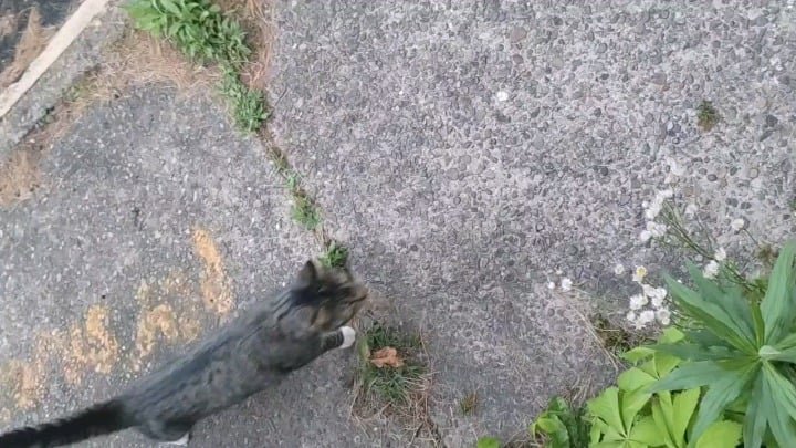 found pet in Pittsburgh, Pennsylvania