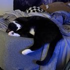 Lost Cat in Normal, Illinois — listing photo