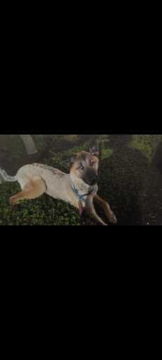 Lost Dog in Seattle, Washington — listing photo