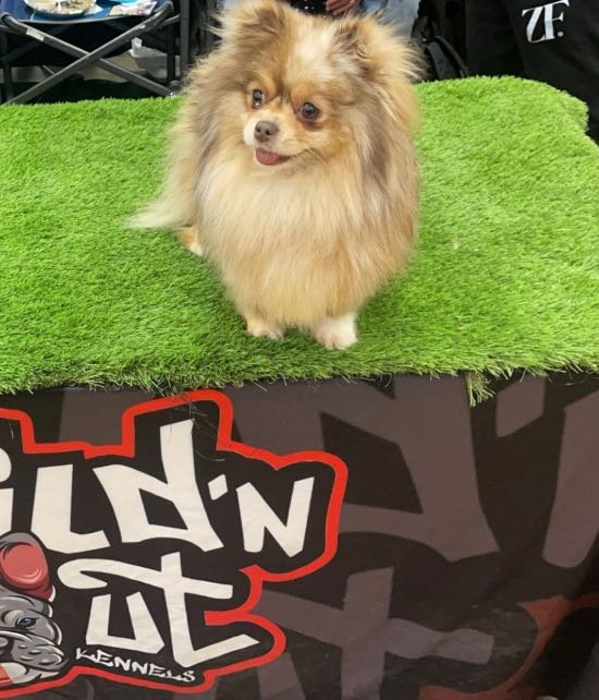 Lost Dog in Bakersfield, California — listing photo