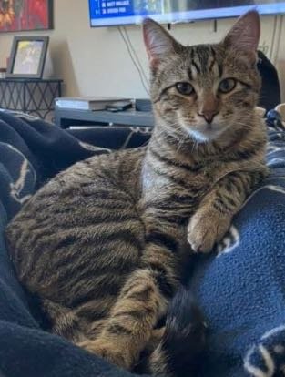 Lost Cat in Lakeside — listing photo
