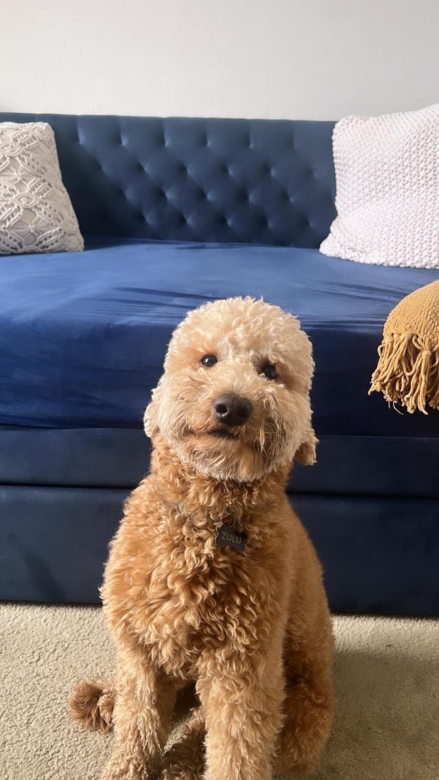 Lost Dog in Mesa, Arizona — listing photo