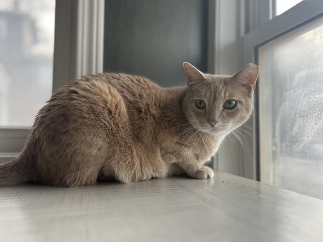 lost cat in Des Moines, Iowa