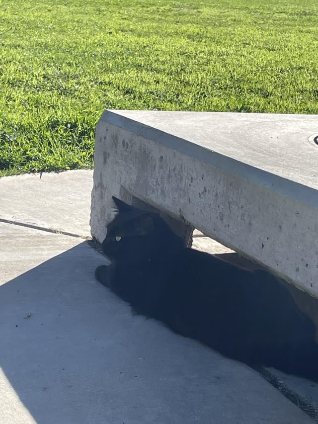 lost cat in Vista, California