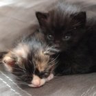 Found Cat in Asheville, North Carolina — Help with small kittens I found underneath my house