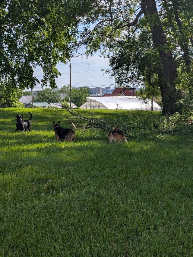 Pet alert in St. Louis, Missouri — Corgi and black lab mix?