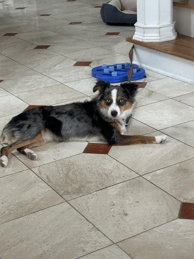 lost dog in Atlanta, Georgia