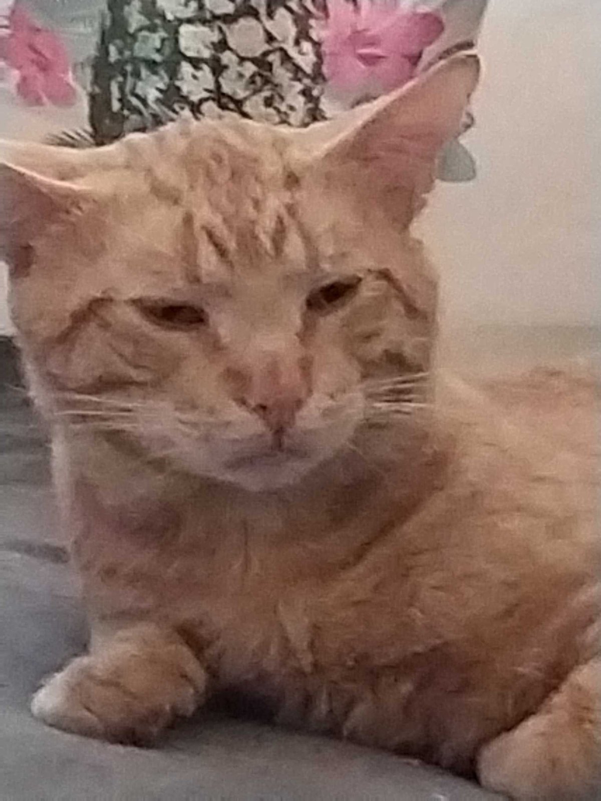 Lost Cat in Maple Valley — listing photo