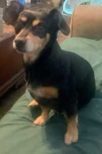 Lost Dog in Irmo — listing photo