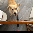 Found Pet in San Diego, California — listing photo