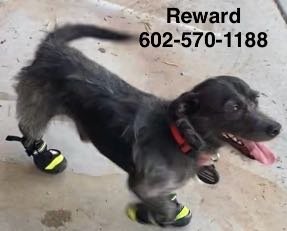 Lost Dog in Phoenix, Arizona — listing photo