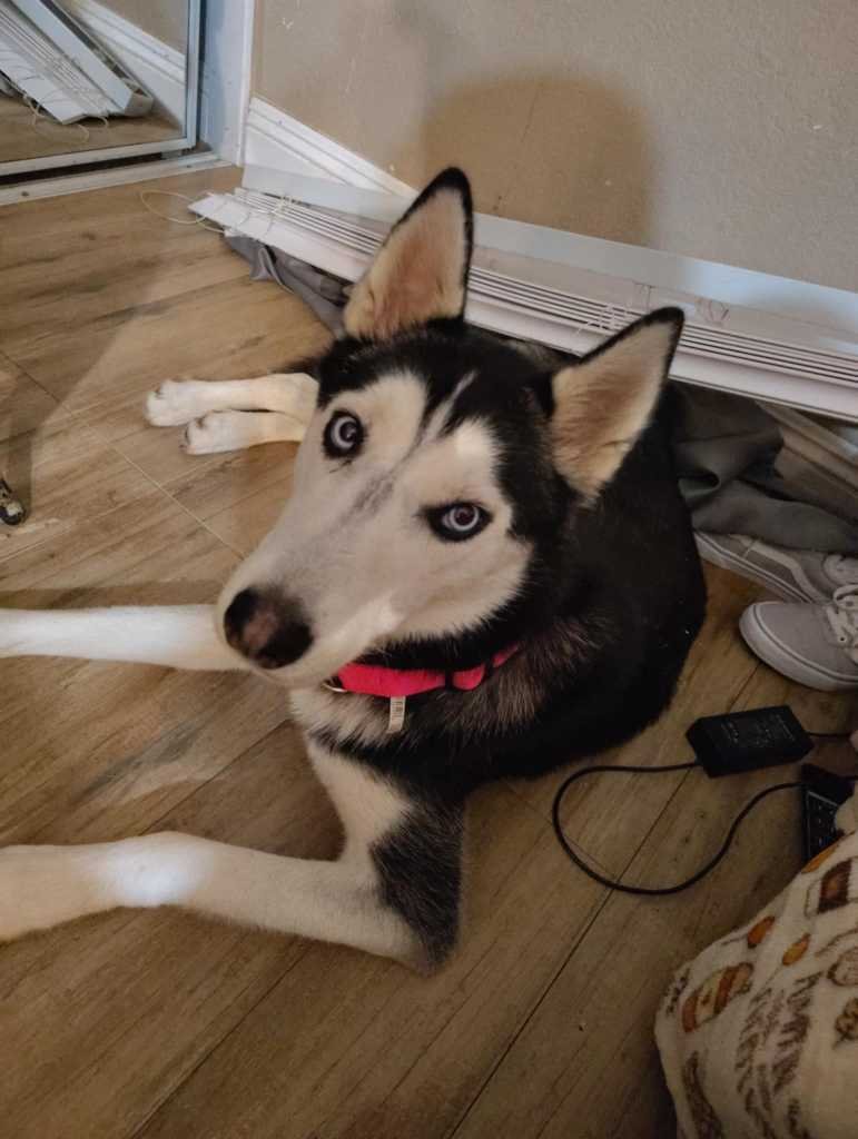 Lost Dog in Riverside, California — listing photo