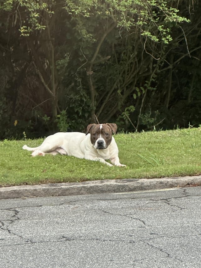 Lost Pet in Atlanta, Georgia — listing photo