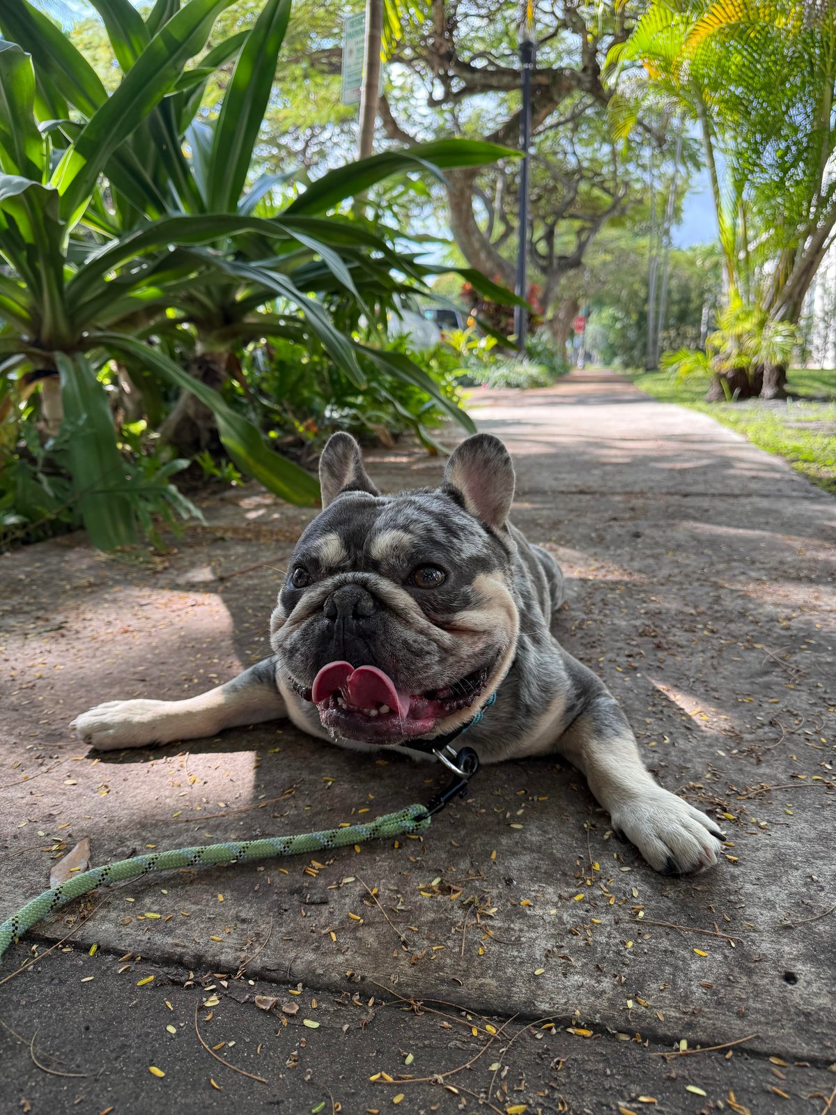 Found Pet in Miami, Florida — listing photo