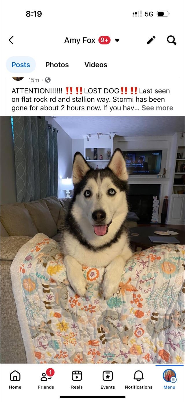 Lost Dog in Louisville, Kentucky — listing photo