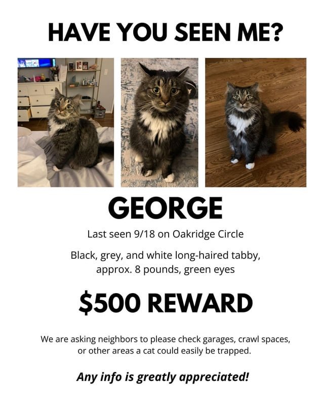Lost Cat in Atlanta, Georgia — listing photo