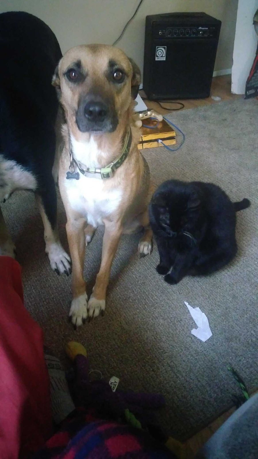 Lost Dog in O'Fallon, Missouri — listing photo