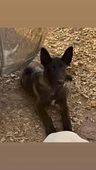 found dog in Chandler, Arizona
