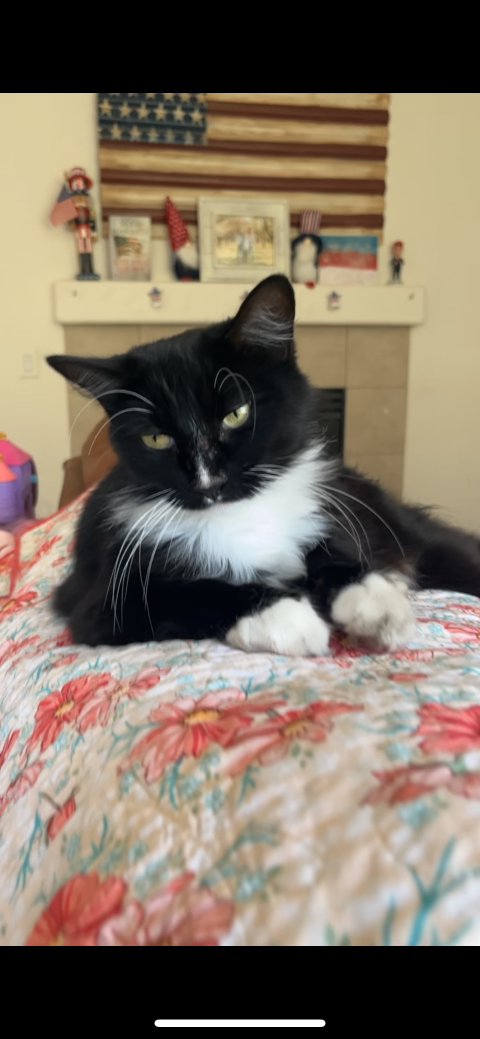 Lost Cat in Modesto, California — listing photo