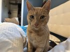 Lost Cat in Orange, California — Found: orange, male cat