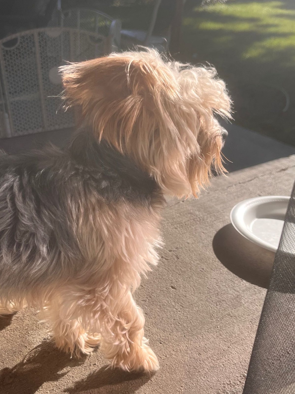 Lost Dog in Brighton — listing photo