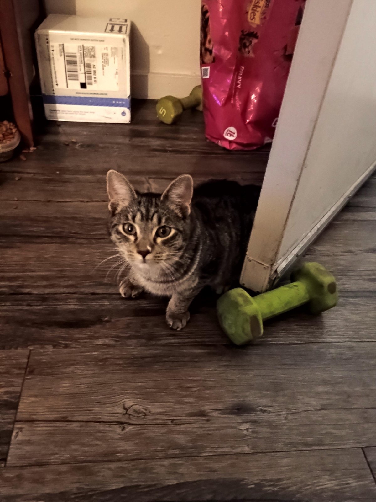 Lost Pet in Phoenix, Arizona — Kitten rescued from my wall UPDATE #2