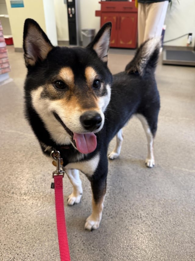 Lost Dog in New York, New York — Please help us find the owner of this lost dog!