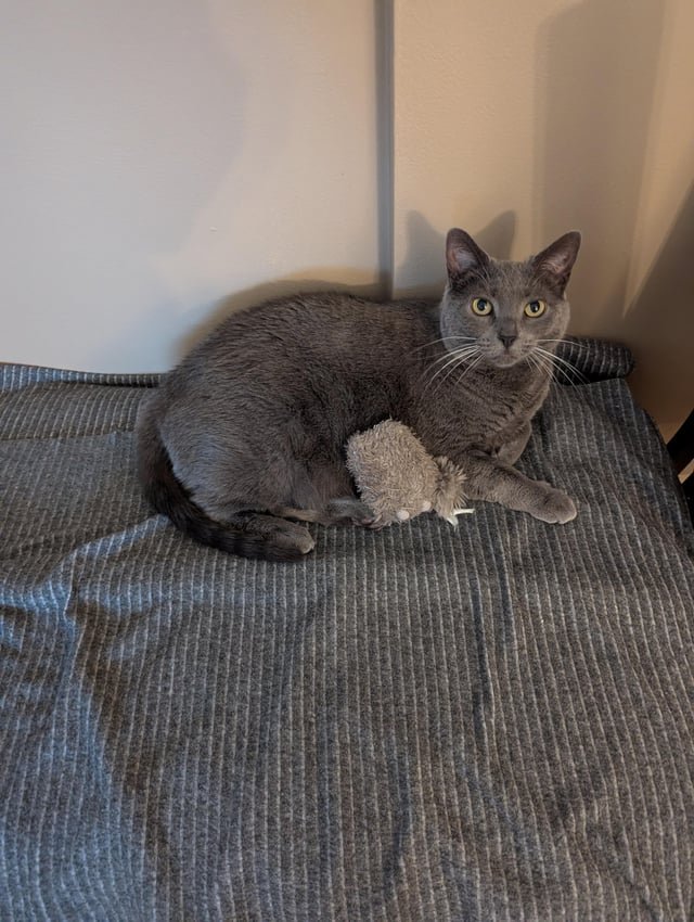 Lost Cat in Columbus, Ohio — Looking for Cat in North Clintonville near High Street