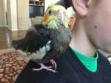 Lost Pet in Greenwood Village — listing photo