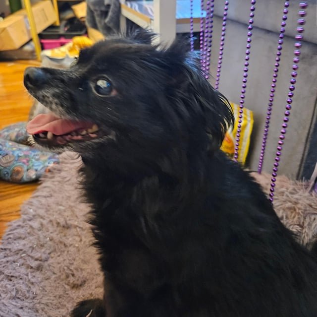 found dog in Philadelphia, Pennsylvania