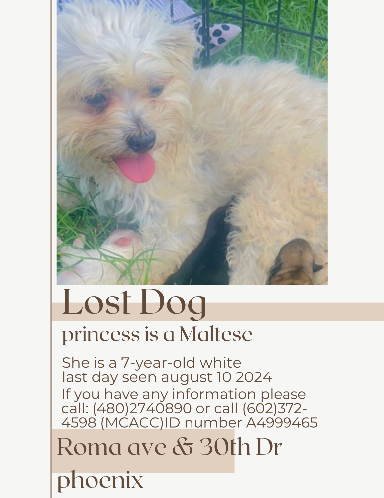 Lost Dog in Phoenix, Arizona — listing photo