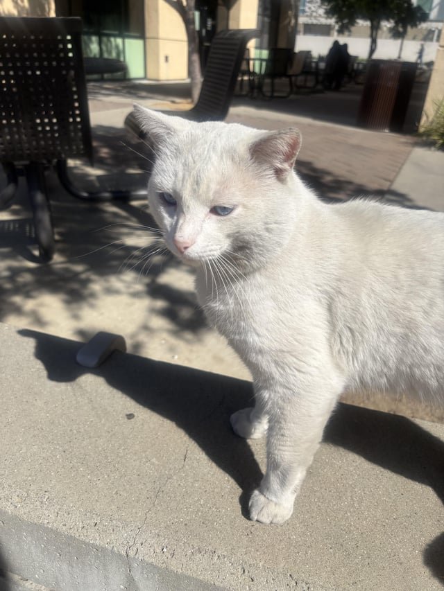 Found Cat in San Jose, California — Insomnia bar cat