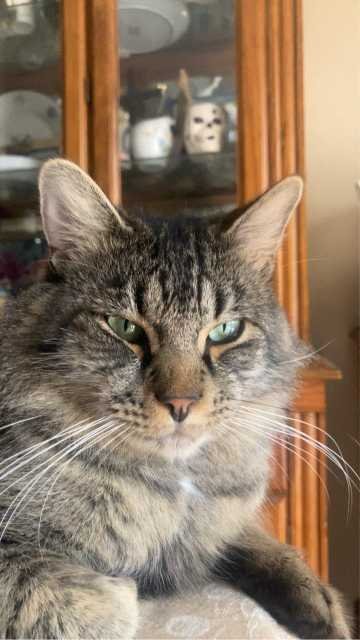 Lost Cat in Crystal River — listing photo