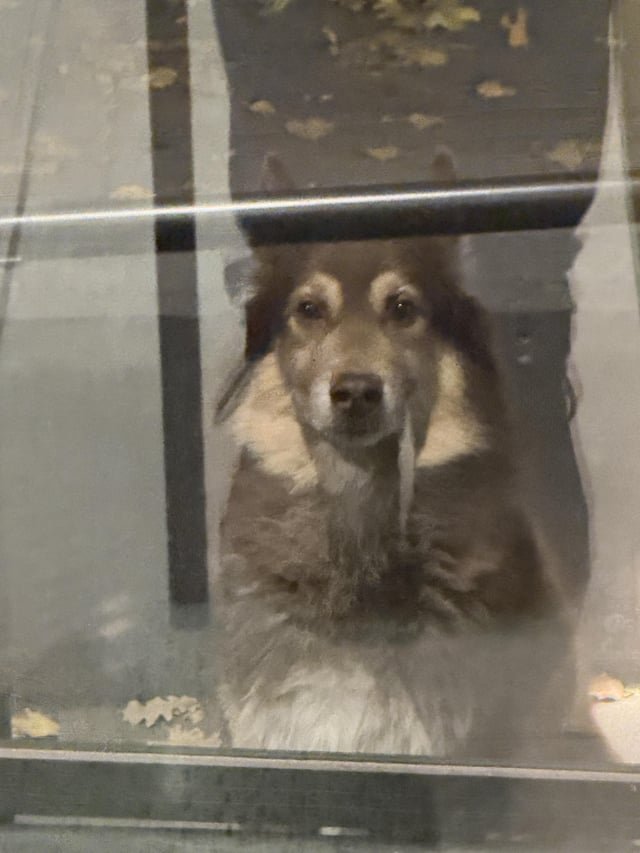 Lost Pet in Minneapolis, Minnesota — listing photo