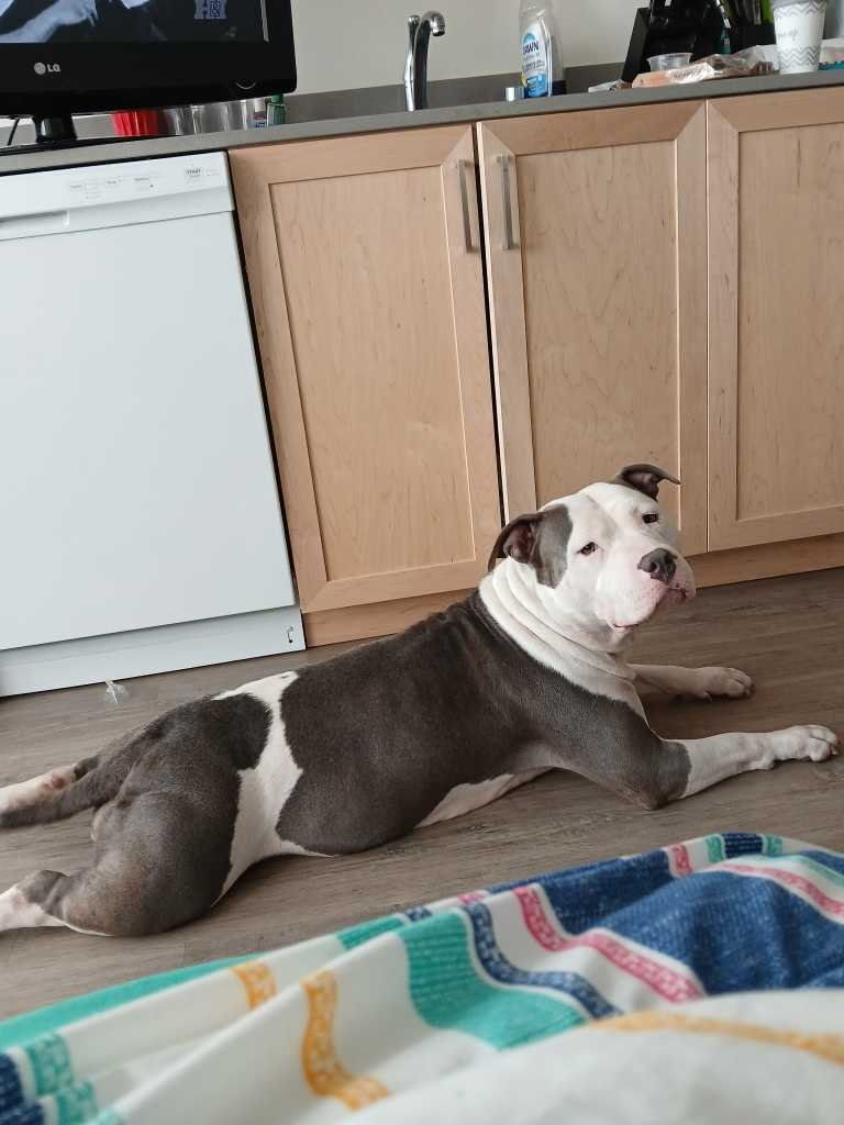 Lost Dog in Wiggins — listing photo