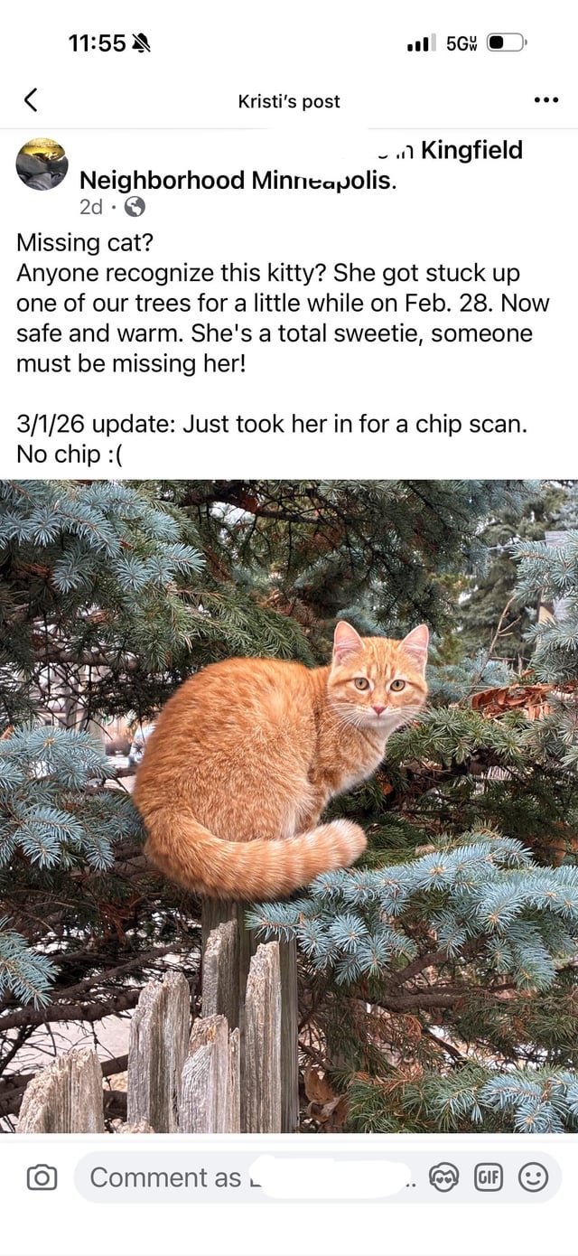 Found Pet in Minneapolis, Minnesota — listing photo