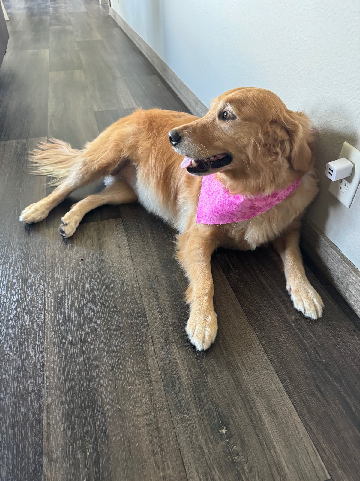 Lost Dog in Crosby — listing photo