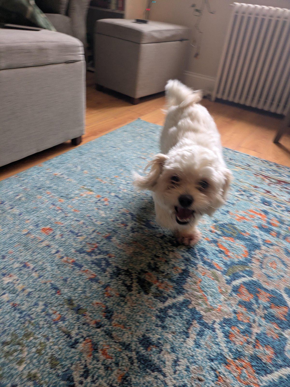 Lost Pet in Pittsburgh, Pennsylvania — listing photo