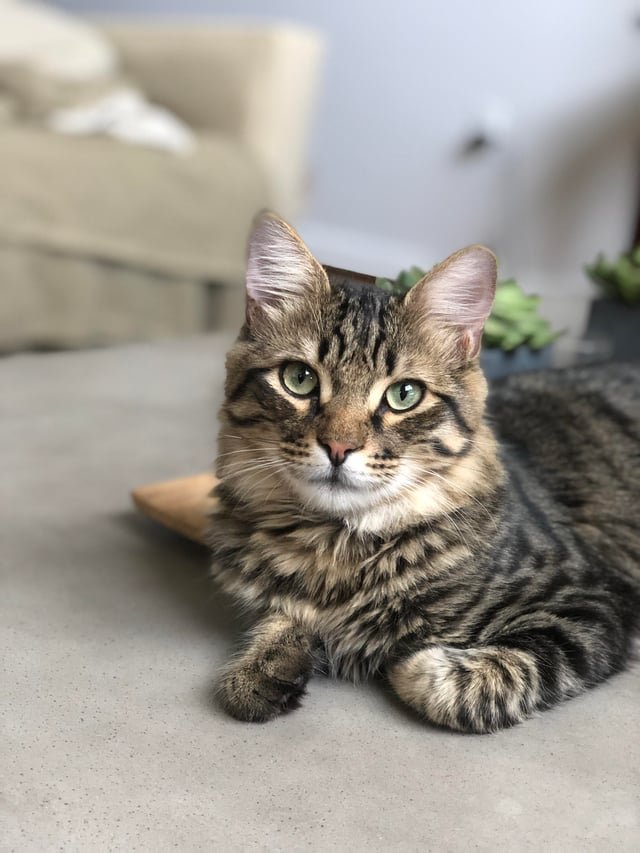 Lost Cat in Atlanta, Georgia — listing photo
