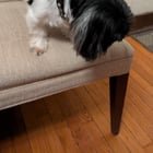 lost dog in Baltimore, Maryland