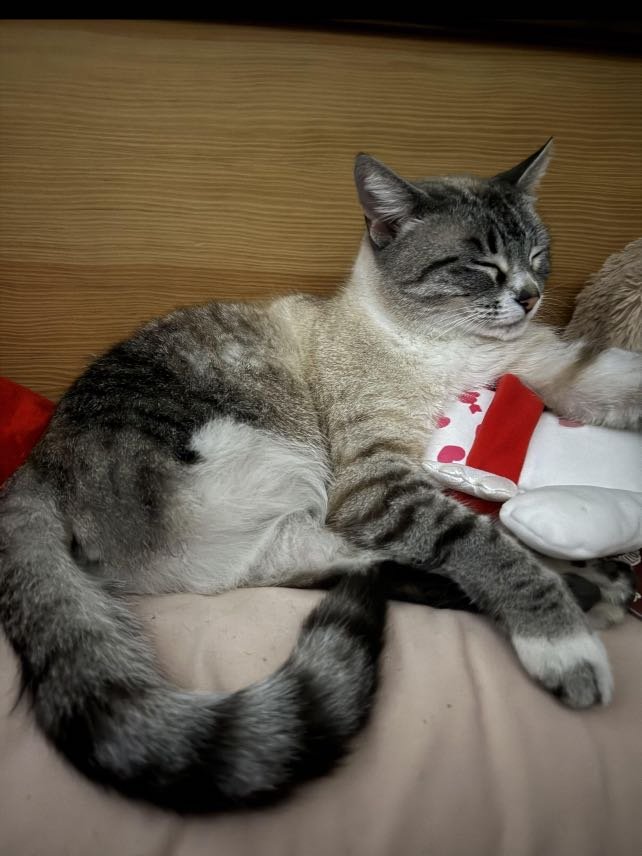 Lost Cat in Riverside, California — listing photo